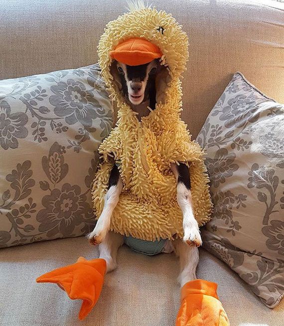 01-Duck-costume-goat.jpg