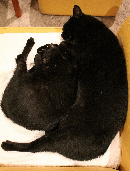 BEAXnNU 0.25 - cropped 60.jpg