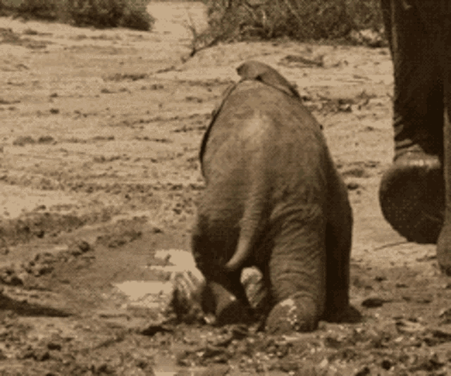 elephant-falling.gif