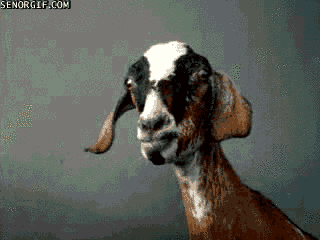 funny-gif-of-a-studio-goat-asking-you-some-tough-questions.gif
