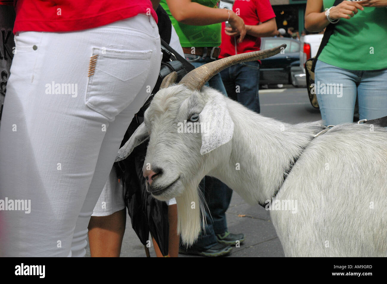 goat-butting-butt-AM9GRD.jpg