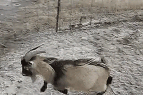 goat-slip (1).gif