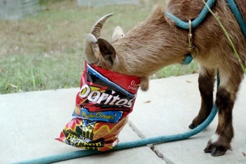 goats-eating-chips_480x480.jpg