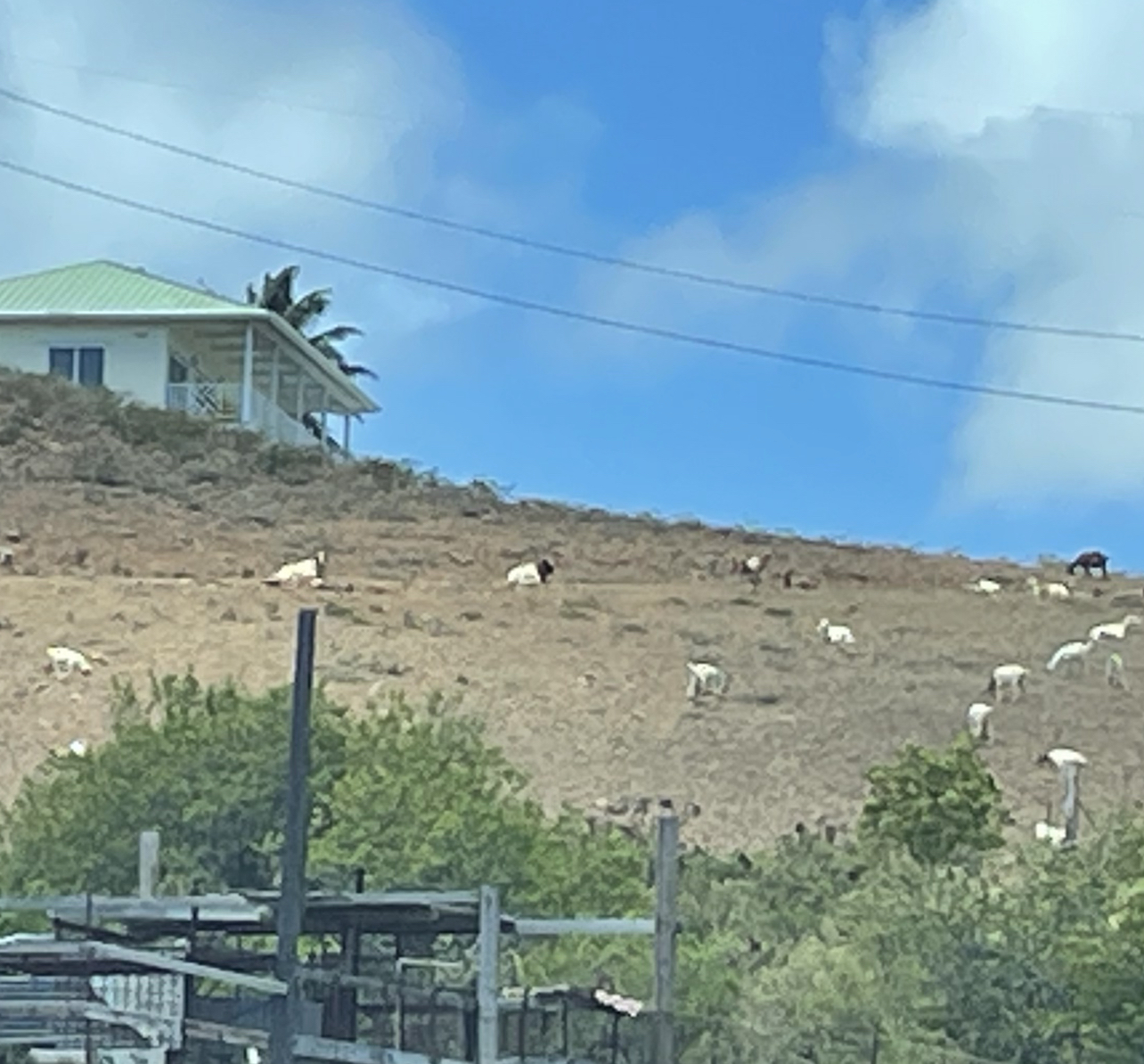 IMG_7906.jpeg