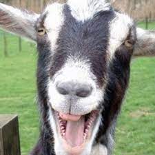 Laughing goat.jpeg