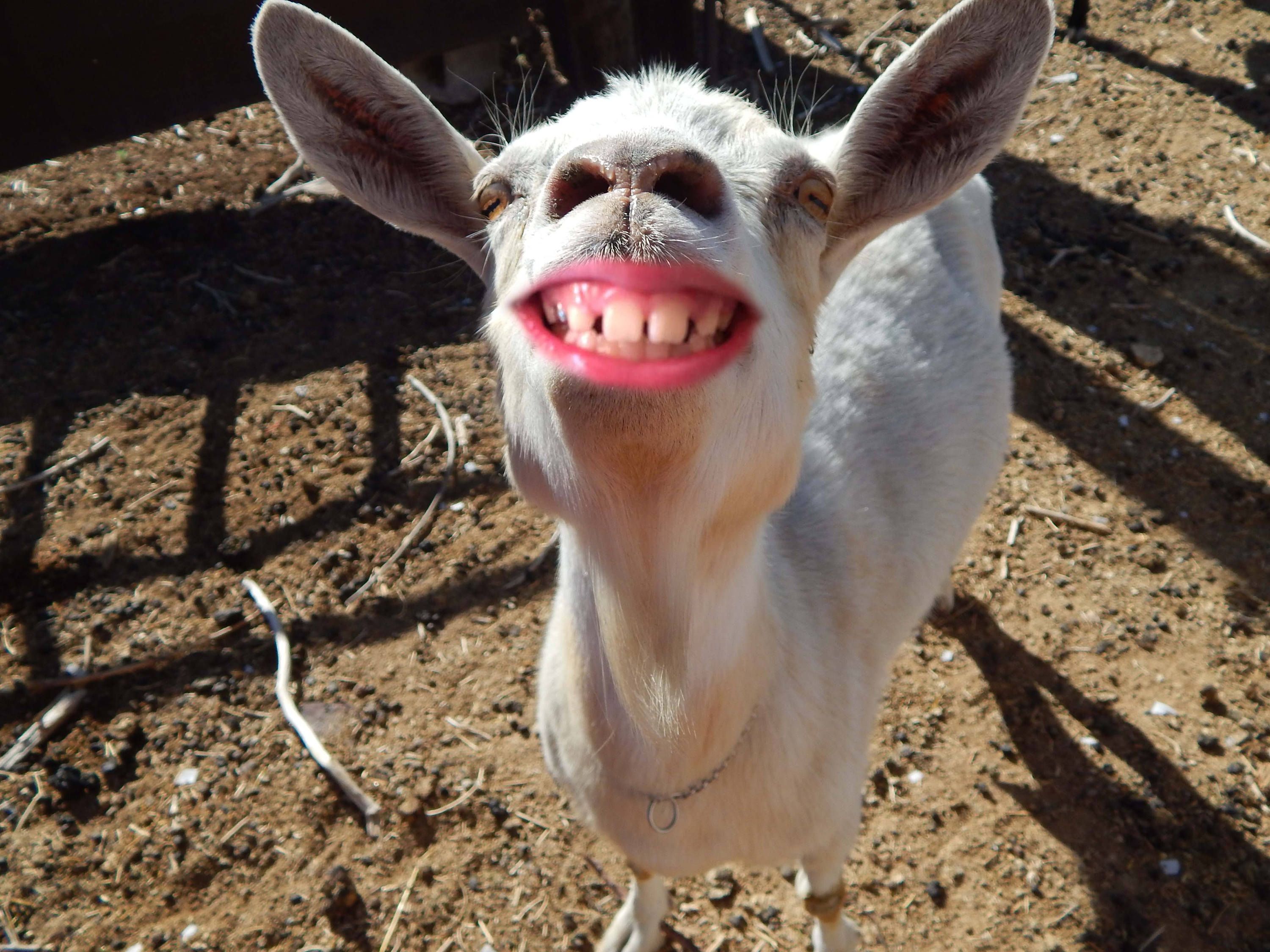 Smiling Goat.jpg