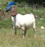 Jim Fitch Mountain Goat.jpg