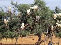 Goats in trees.jpg