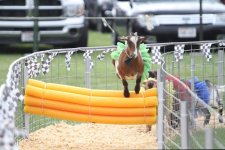 Pleasure-Valley-Goat-Races-Dodge-County-Fair-1500x1000.jpg