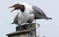 LAGU on nest box_Don_Riepe_CROP_COMP.jpg