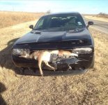 Dodge Challenger with deer in grill.jpg