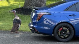 IMG_4120.jpeg