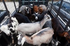 depositphotos_18240087-stock-photo-goats-loaded-in-the-back.jpg