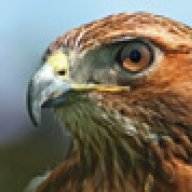 hawk02