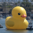 rubberduck